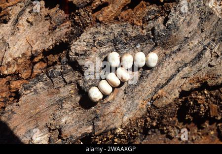 Der Riesenpfau (Saturnia pyri) ist eine große Motte, die in Europa beheimatet ist. Eier. Stockfoto