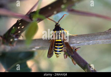 Hornet Motte (Sesia apiformis) ist eine nachahmende Motte, die in Europa und im Nahen Osten beheimatet ist. Erwachsene. Stockfoto