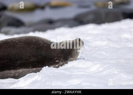 Ein Weddell-Seehund schläft. Stockfoto