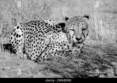 Namibia: Ein Gepard, der auf dem sandigen Boden im namibischen Kalahari bei Otjiwarongo liegt Stockfoto