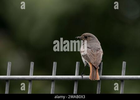 Im Frühjahr erneut am Stabmattenzaun starten Stockfoto