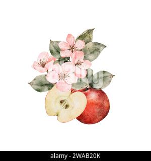 Aquarellblühende Äpfel, grüne und rote reife Äpfel. Handgezeichnete Apfelscheiben Illustration für Saftpackung, Karte, Einladung Stockfoto
