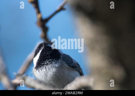 Schwarze Chickadee nahe an einem Ast Stockfoto