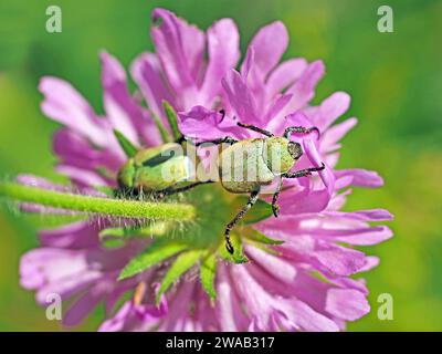 2 gelbe/grüne Blumenkäfer von Macrodactylus sp ? Bedeckt mit rosafarbenen Pollen der Feldblume (Knautia arvensis) - italienische Alpen Stockfoto