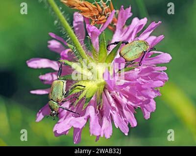 2 gelbe/grüne Blumenkäfer von Macrodactylus sp ? Bedeckt mit rosafarbenen Pollen der Feldblume (Knautia arvensis) - italienische Alpen Stockfoto