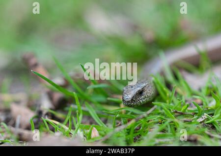 Slow Worm Anguis fragilis, am Pfadrand im Wald im Minsmere RSPB Reserve Suffolk, Mai Stockfoto