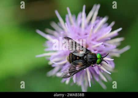 Zweilappige Hirschfliege, Chrysops relictus, ruht auf Blütenkopf in feuchter Wildnis, Naturschutzgebiet, August Stockfoto