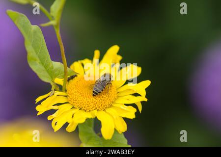Colletes daviesanus-Biene ernährt sich von der Golden Margurite Daisy Anthemis tinctoria in einer Gartengrenze von North Yorkshire, Juli Stockfoto