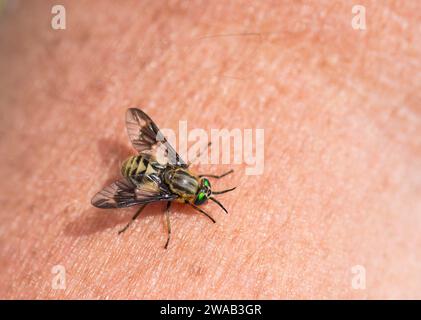 Zweilappiger Deerfly Chrysops relictus beißt einen Mann in den Arm im RSPB Saltholme Reservat Teesside, August Stockfoto