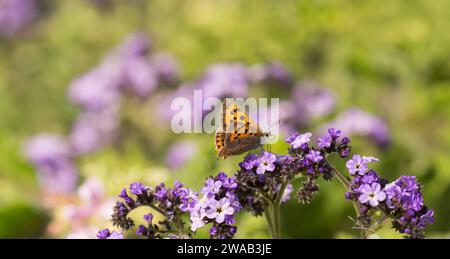 Kleine Kupfer Lycaena phlaeas, die sich von Heliotropium arborescens ernähren, in einer Gartengrenze, Norfolk, August Stockfoto