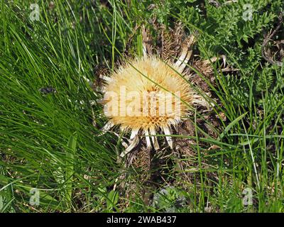 goldener Blütenkopf der stemlosen Carline Thistle (Carlina acaulis,), die auf einer Wiese in den Ausläufern der italienischen Alpen in Europa wächst Stockfoto