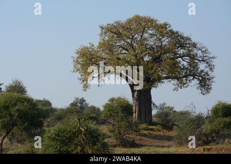 Ein majestätischer Baobab-Baum mit seinen Blättern im frühen Frühjahrsfrühling, Limpopo, Südafrika. Stockfoto