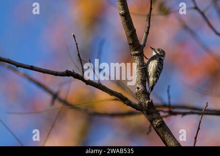 Ein japanischer Zwergspecht (Yungipicus kizuki) im Baum in einem Park in Kanagawa, Japan. Stockfoto