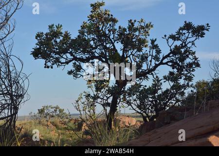 Ein sterbender Pro-Tee-Busch, einheimisch in Südafrika, in der nordwestlichen Provinz. Stockfoto