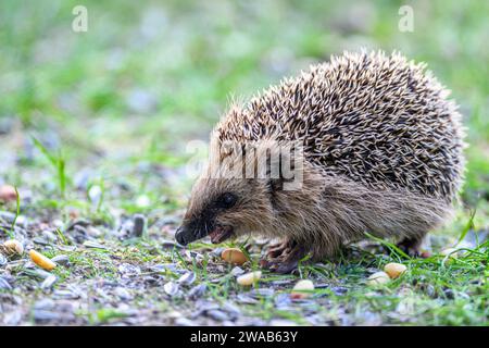 Westeuropäische Igelfütterung (Erinaceus europaeus). Foto aus Hidra im Südwesten Norwegens Stockfoto