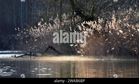 Sonnenlicht leuchtet auf einem Fluss mit Schilf und Nebel an einem Wintermorgen in der Nähe der Donau im Breitbildformat Stockfoto