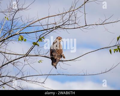 Schneckenkite, Rostrhamus sociabilis, auf einem Ast, Alachua County, Florida, USA Stockfoto