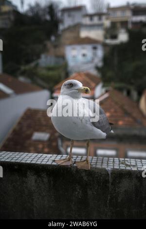 Eine Möwe sitzt auf dem Balkongeländer. Stockfoto