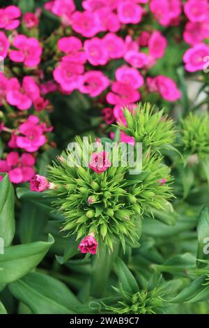 Nahaufnahme der rosa Dianthus-Blüten mit verschwommenen Blüten im Hintergrund Stockfoto
