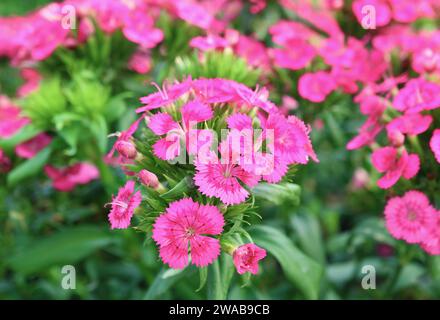 Nahaufnahme eines Bündels von wunderschönen rosa Dianthus Blumen, die im Sonnenlicht blühen Stockfoto