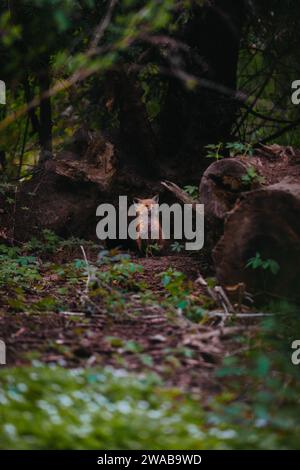 Baby Fuchs starrt in die Kamera, während er aus der Fuchshöhle blickt. Stockfoto