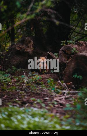 Baby Fuchs starrt in die Kamera, während er aus der Fuchshöhle blickt. Stockfoto