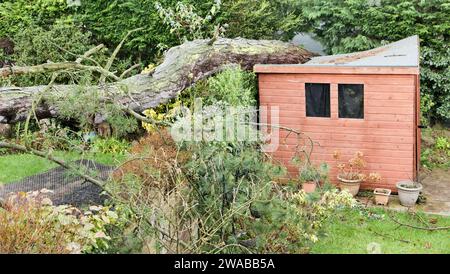 Sturmschäden, bei denen eine riesige Kiefer in einen Schuppen und einen Garten in England gefallen ist. Stockfoto