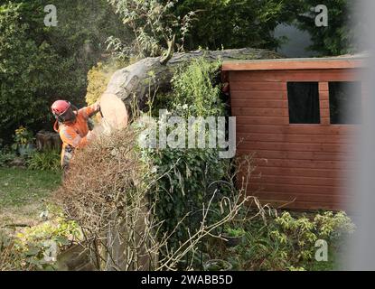 Einen Baum Fällen, der auf einen Schuppen gefallen ist Stockfoto