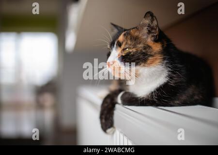 Haustier. Porträt einer süßen Tabby-Katze, die zu Hause auf der Heizung liegt. Stockfoto