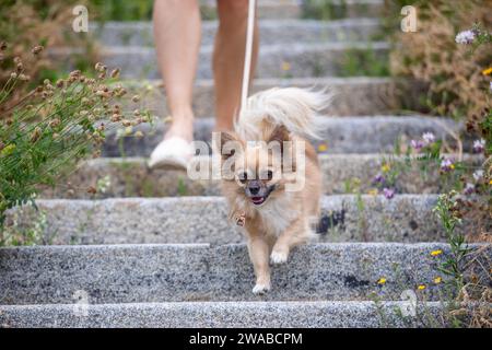 Frau mit Hund. Selektiver Fokus auf glückliches chihuahua an der Leine, während man zum Tierbesitzer aufblickt. Stockfoto