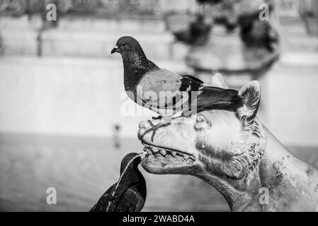 Tauben sitzen auf dem Gaia-Brunnen an der Piazza del Campo in Siena, Italien Stockfoto