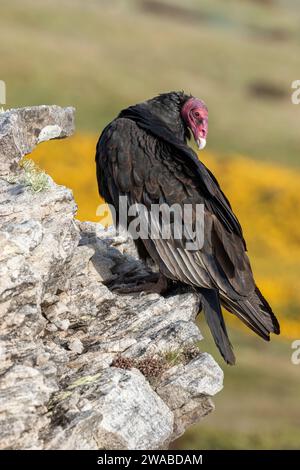 Truthahngeier, Cathartes Aura, erwachsener Vogel auf einem Felsvorsprung an der Küste. Carcass Island, Falklandinseln November Stockfoto