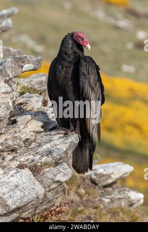 Truthahngeier, Cathartes Aura, erwachsener Vogel auf einem Felsvorsprung an der Küste. Carcass Island, Falklandinseln November Stockfoto