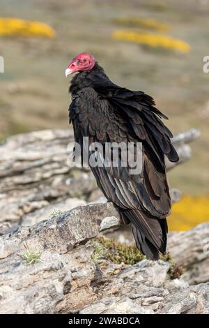 Truthahngeier, Cathartes Aura, erwachsener Vogel auf einem Felsvorsprung an der Küste. Carcass Island, Falklandinseln November Stockfoto