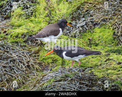 Ein Paar Eurasischer Austernfänger (Haematopus ostralegus), auch bekannt als die gewöhnlichen Rattenfänger, die im Schilf waten, Geiranger, Norwegen. Stockfoto