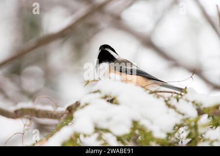 Nach einem Schneefall sitzt ein Küken auf einem verschneiten Zweig Stockfoto