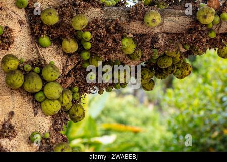 Fruchtbarer und saftiger Ficus Sycomorus „Sakalavarum“, Platanen-Feigen, Feigen-Maulbeeren. Natürliche Nahaufnahme, hohe Auflösung, von skurriler Lebensmittelpflanze Stockfoto