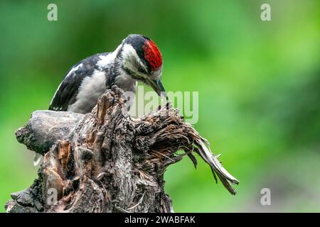 Großer Spechte Dendrocopos Major, Männchen dieses großen Vogels sitzt auf Baumstumpf, rote Federn, grüner diffuser Hintergrund, wilde Naturszene Stockfoto