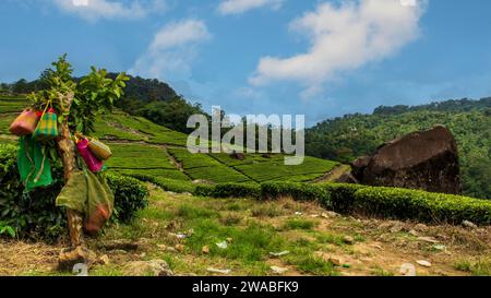 Farbenfroher und faszinierender Blick auf einen lokalen Teegarten in Munnar. Munnar ist eine wunderschöne Bergstation, die für ihre Teegärten und die natürliche Landschaft berühmt ist. Stockfoto