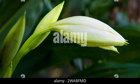 Wunderschöne und frische weiße Lilly-Knospe in einem lokalen Garten von Munnar, der berühmten Bergstation von Kerala. Stockfoto