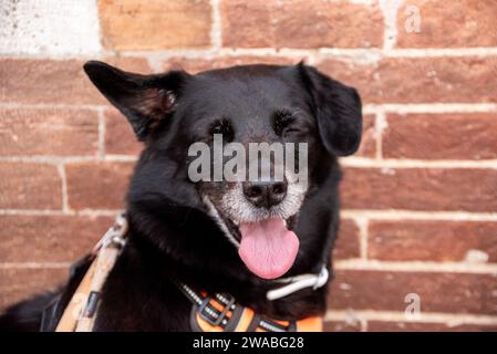 Gesicht eines müden schwarzen Hundes in Siena, Italien Stockfoto