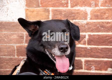 Gesicht eines müden schwarzen Hundes in Siena, Italien Stockfoto