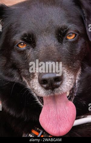 Gesicht eines müden schwarzen Hundes in Siena, Italien Stockfoto