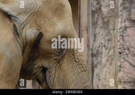 Seitenprofil eines Elefanten mit leicht geschlossenem Auge Stockfoto