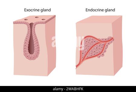 Uber den Unterschied zwischen endokrinen und exokrinen Drüsen Stockfoto