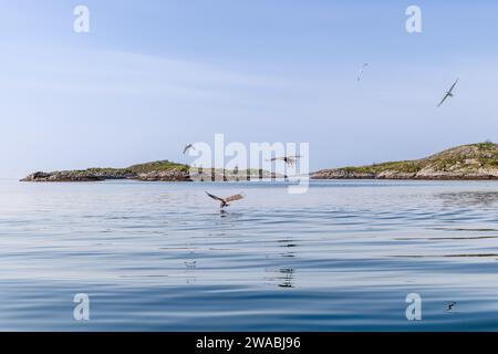 In der ruhigen Weite der Lofoten schweben zwei Seeadler über reflektierendem Wasser, mit Möwen am klaren Himmel Stockfoto