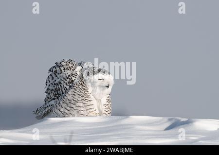 Schneeeule im Winter, die jagt Stockfoto