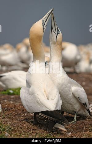 Ich treffe mich mit dem Nördlichen Gannet-Paar zur Reproduktion Stockfoto