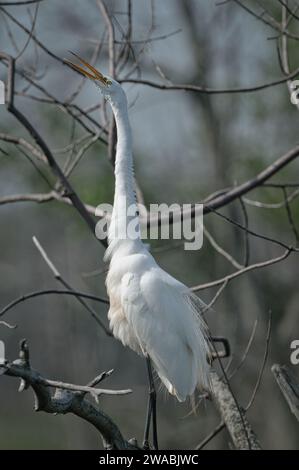 Großer Egret, der auf einem Baum sitzt Stockfoto