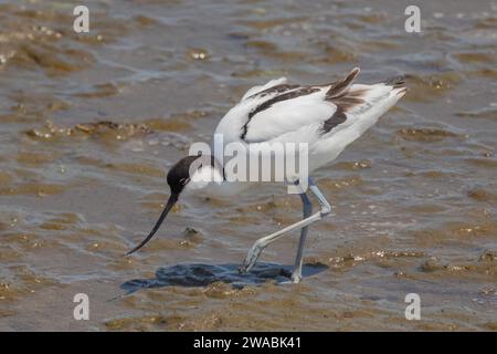 Ein avocet (recurvirostra avosetta), auch bekannt als eurasischer avocet, Black-Cap oder Pied avocet, in Walvis Bay, Namibia. Stockfoto